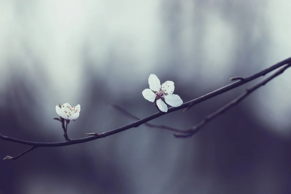 Zarte Blüten des Schlehdorn - fotokunst von Nadja Jacke