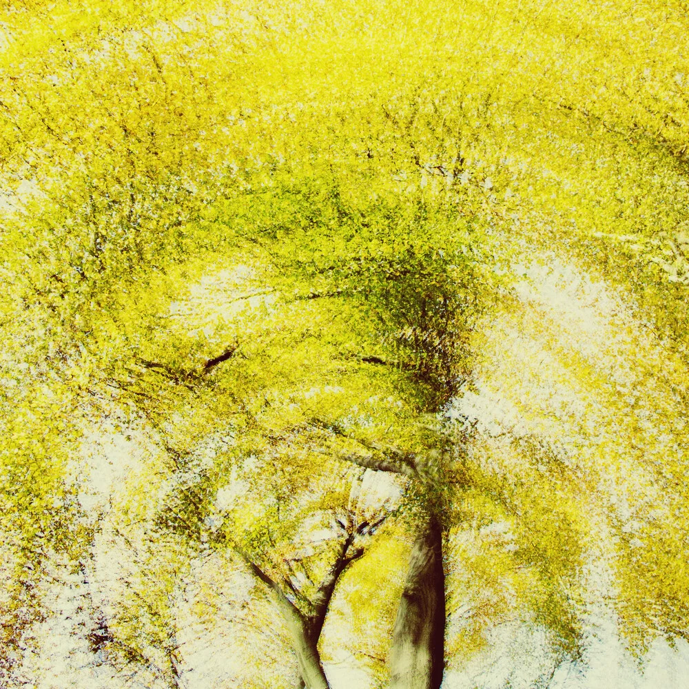 Herbstbaum abstrakt - fotokunst von Nadja Jacke