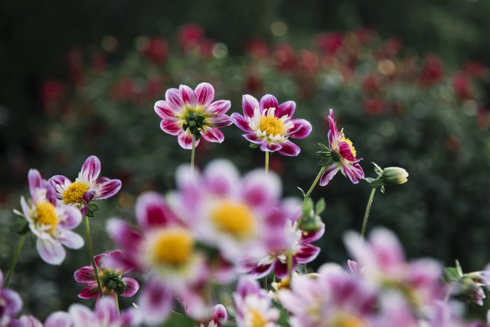 Cervical Dahlia Olivia flowering in the autumn sun - Fineart photography by Nadja Jacke