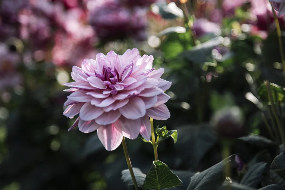 Dahlie im Sonnenlicht. - fotokunst von Nadja Jacke