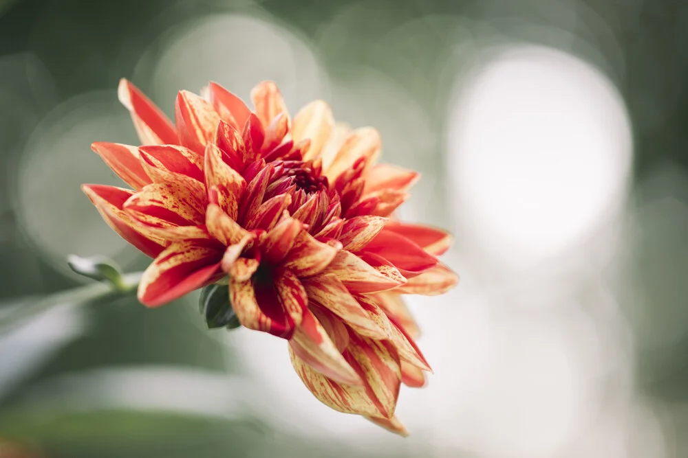 Dahlia in autumn sunlight - Fineart photography by Nadja Jacke