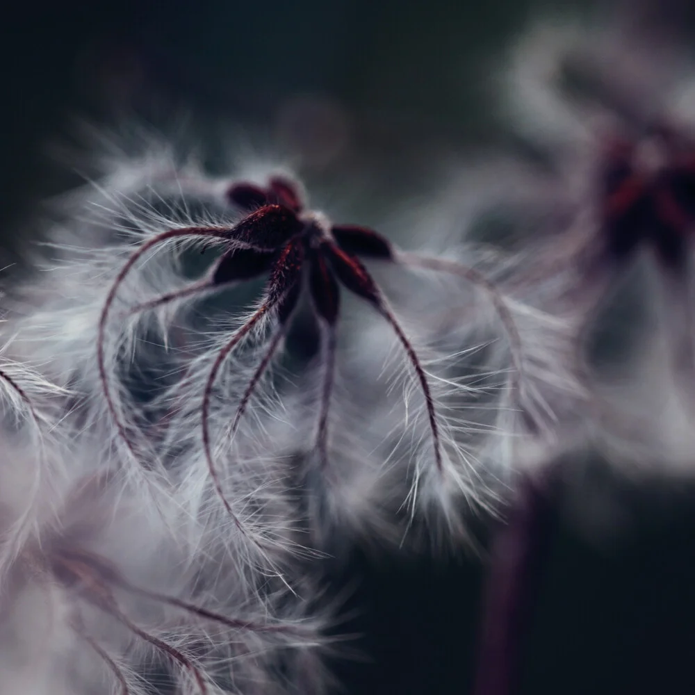 Fruit of the common grapevine - Fineart photography by Nadja Jacke