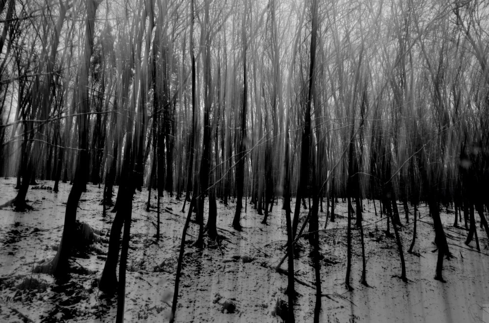 strange wood - fotokunst von Michael Schaidler