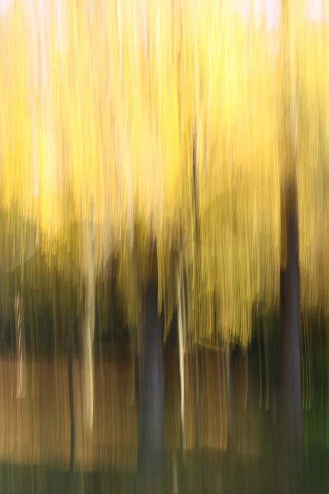 autumn abstract #o9 - fotokunst von Steffi Louis