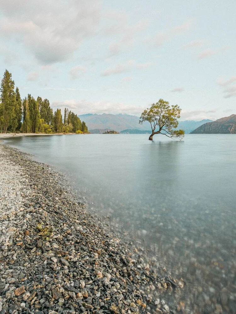 Wanaka Tree I // Neuseeland - fotokunst von Manuel Gros