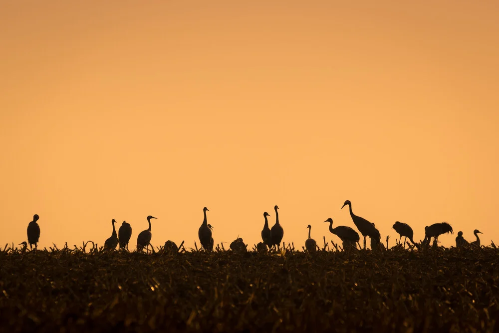 Crane Silhouette - Fineart photography by Martin Wasilewski