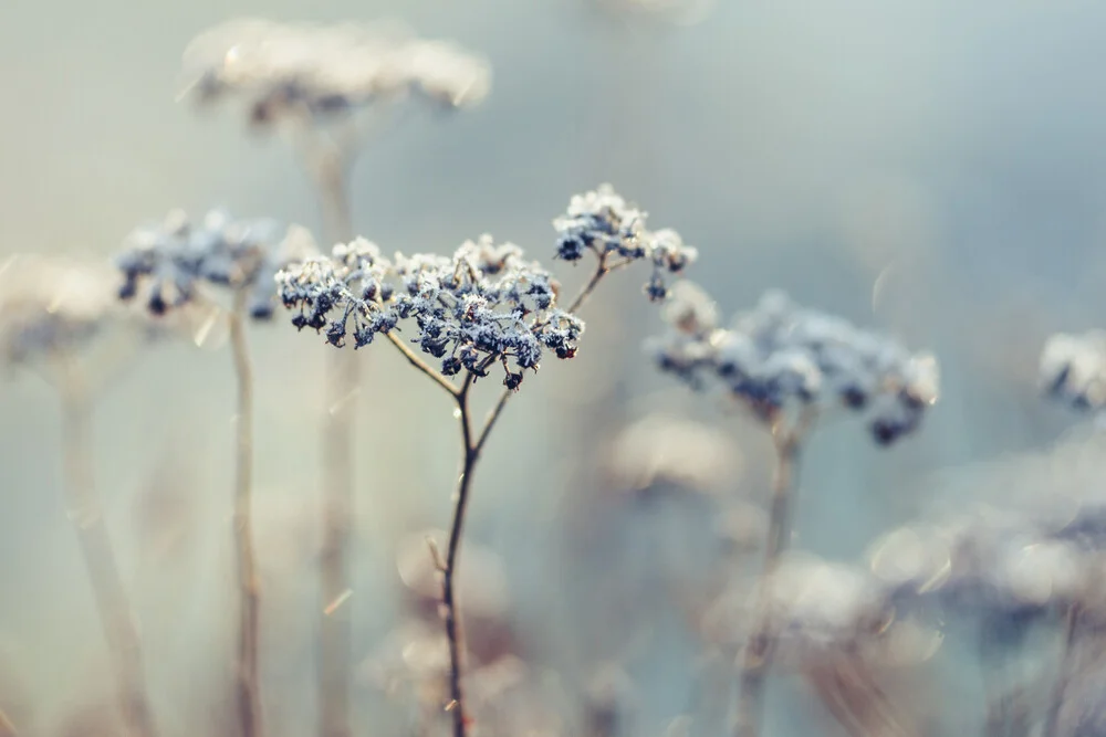 Frosty yarrow - Fineart photography by Nadja Jacke