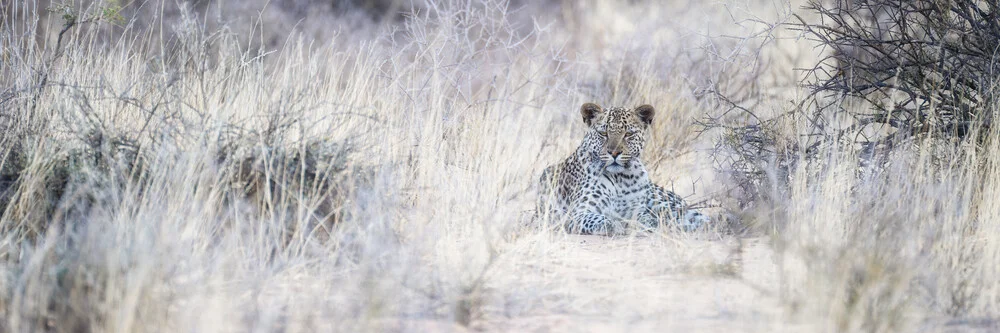 Leopard Kgalagadi Transfrontier Park - fotokunst von Dennis Wehrmann