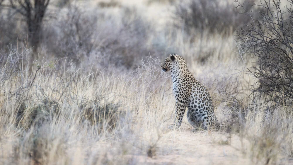 Leopard Kgalagadi Transfrontier Park - Fineart photography by Dennis Wehrmann