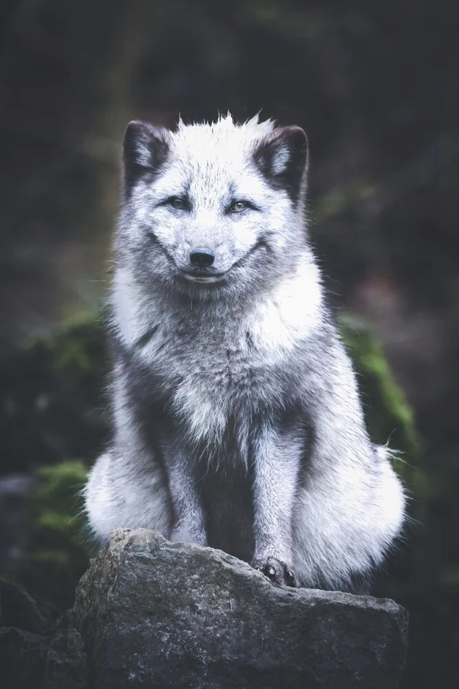 Smiling Fox - fotokunst von Patrick Monatsberger