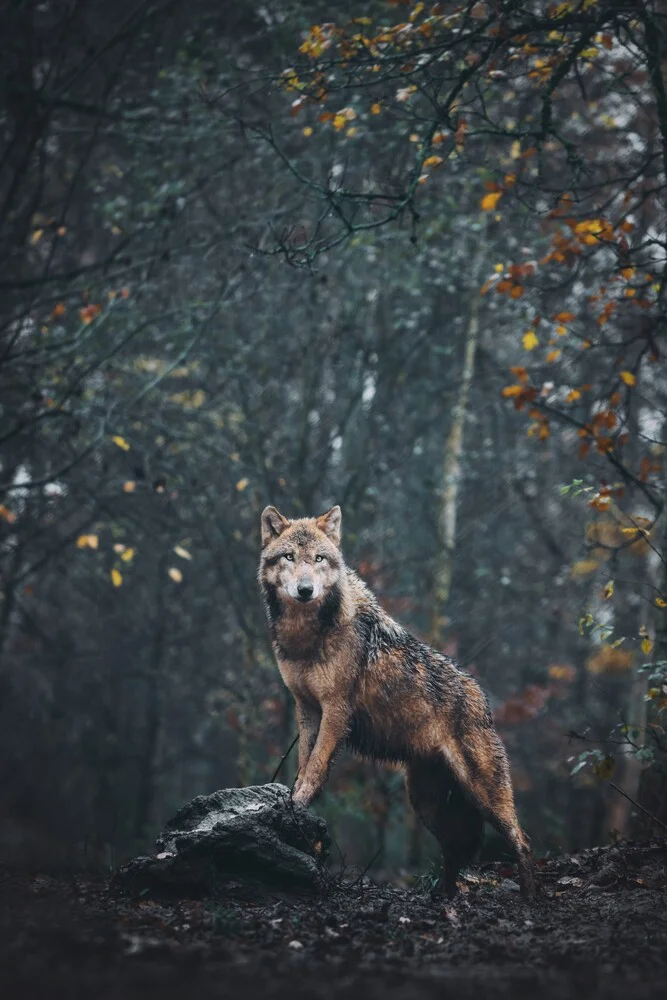Wolf - Fineart photography by Patrick Monatsberger