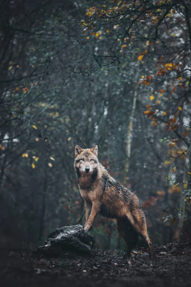 Anführer - fotokunst von Patrick Monatsberger