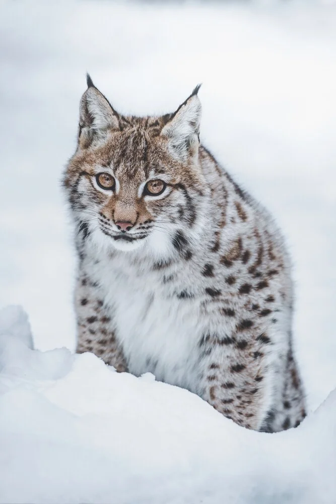 Little Lynx - Fineart photography by Patrick Monatsberger