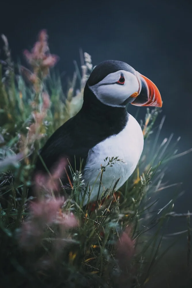 Puffin - fotokunst von Patrick Monatsberger