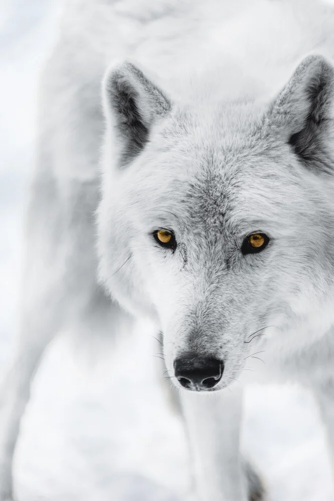 Der Polarwolf - fotokunst von Patrick Monatsberger