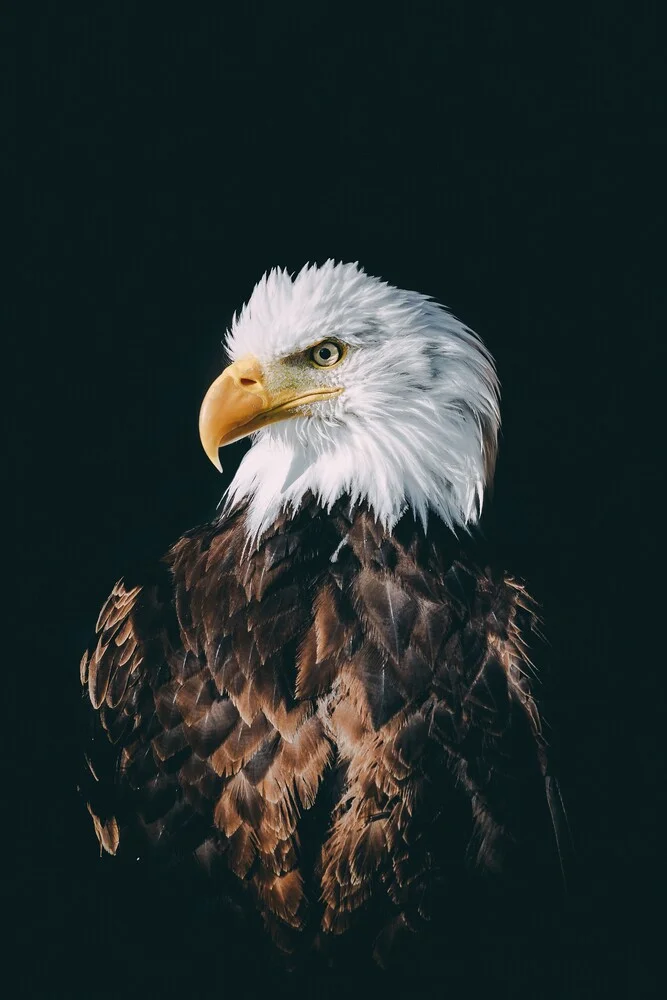 Weißkopfseeadler - fotokunst von Patrick Monatsberger