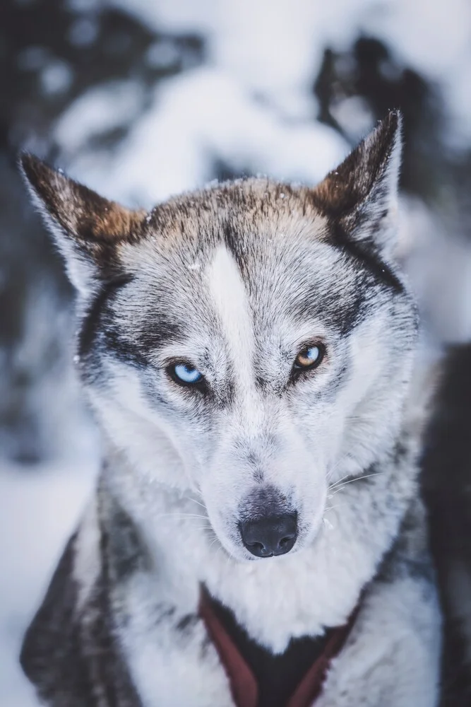 Iris-Heterochromie - fotokunst von Patrick Monatsberger