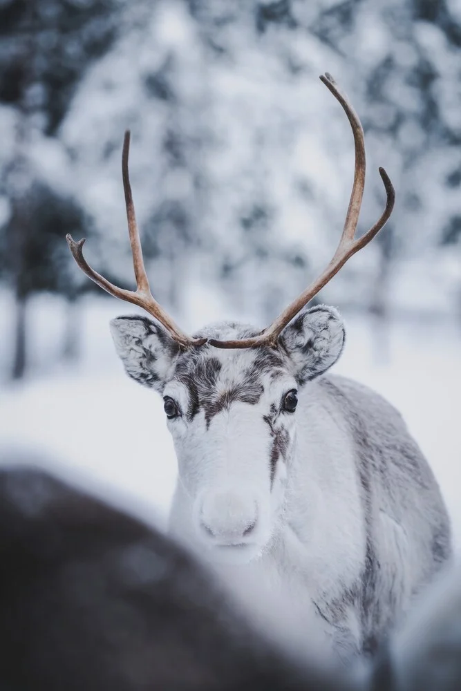 Reindeer Cub - Fineart photography by Patrick Monatsberger