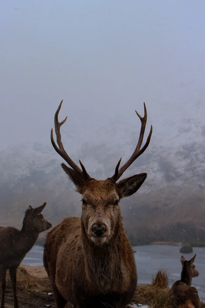 Bambi der König des Waldes - fotokunst von Martin Rau