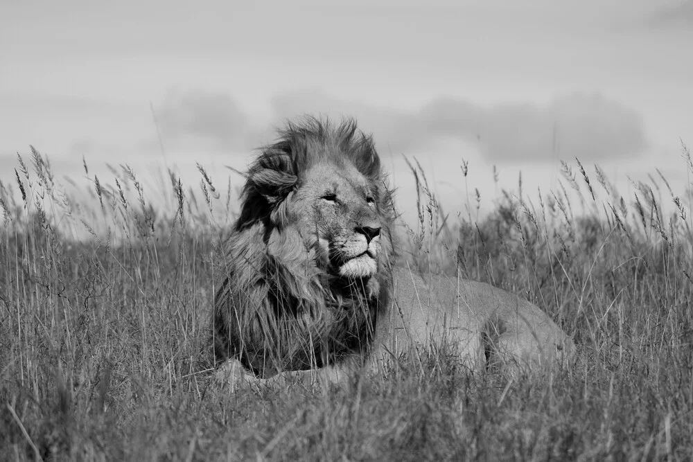 König der Tiere - fotokunst von Martin Rau