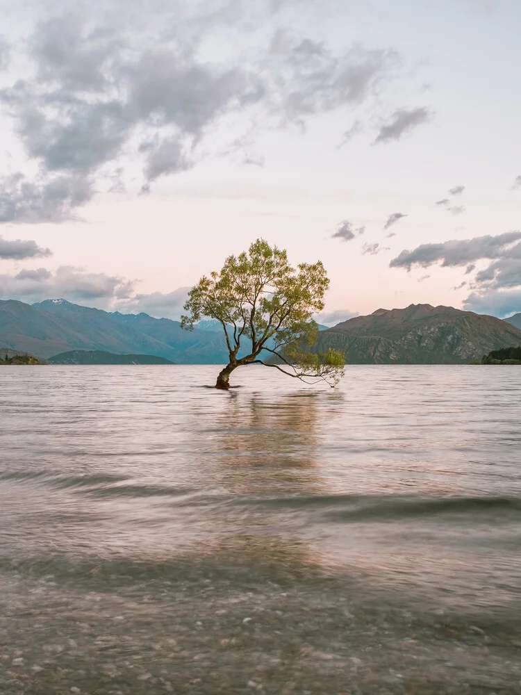 Wanaka Tree II // Neuseeland - fotokunst von Manuel Gros
