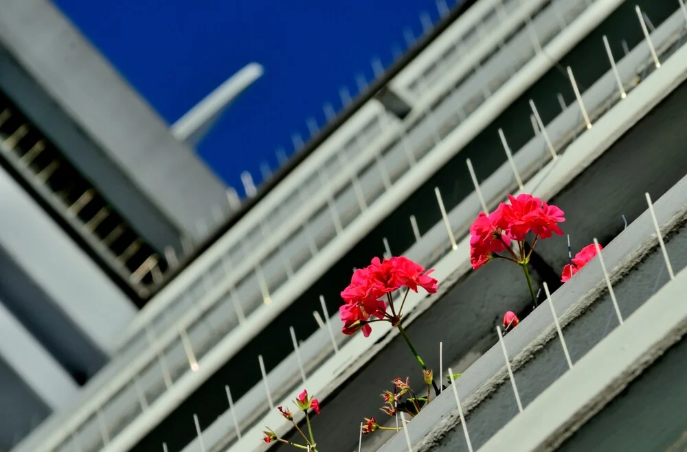 betonblume - fotokunst von Michael Schaidler