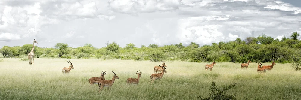 Etosha Nationalpark, Namibia - fotokunst von Norbert Gräf