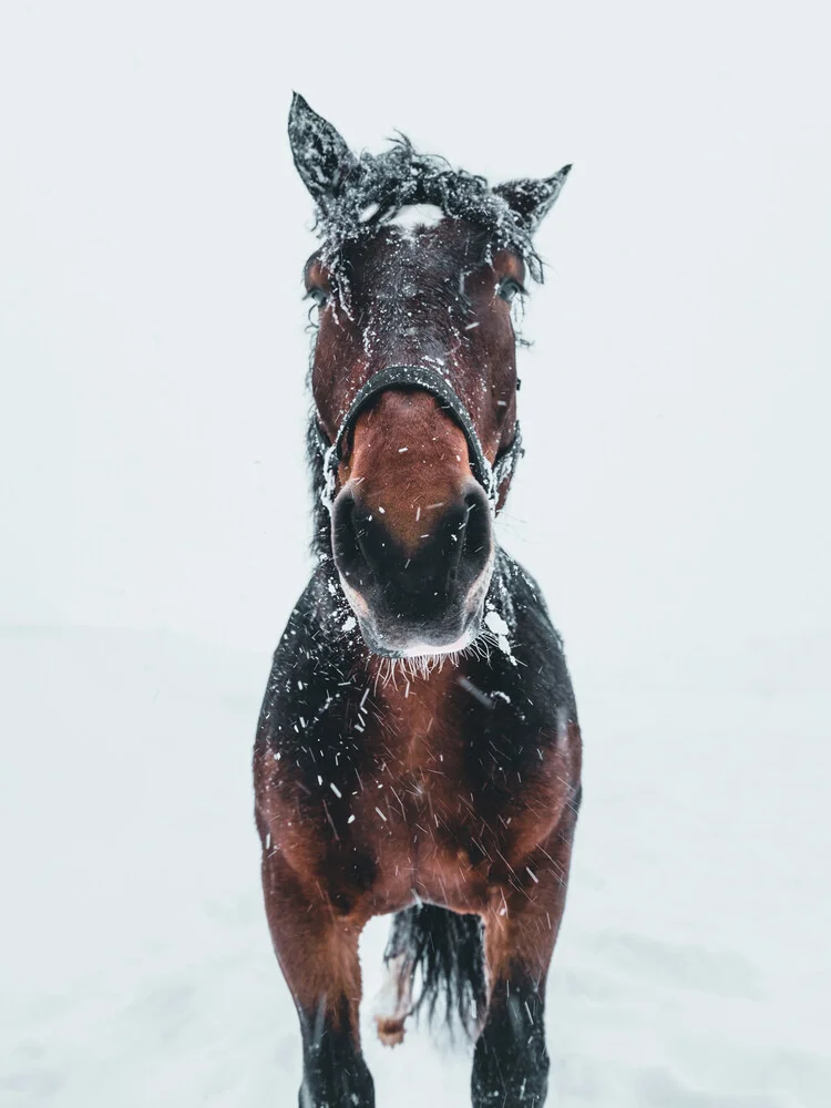 Pferd im Schneesturm - fotokunst von Daniel Weissenhorn