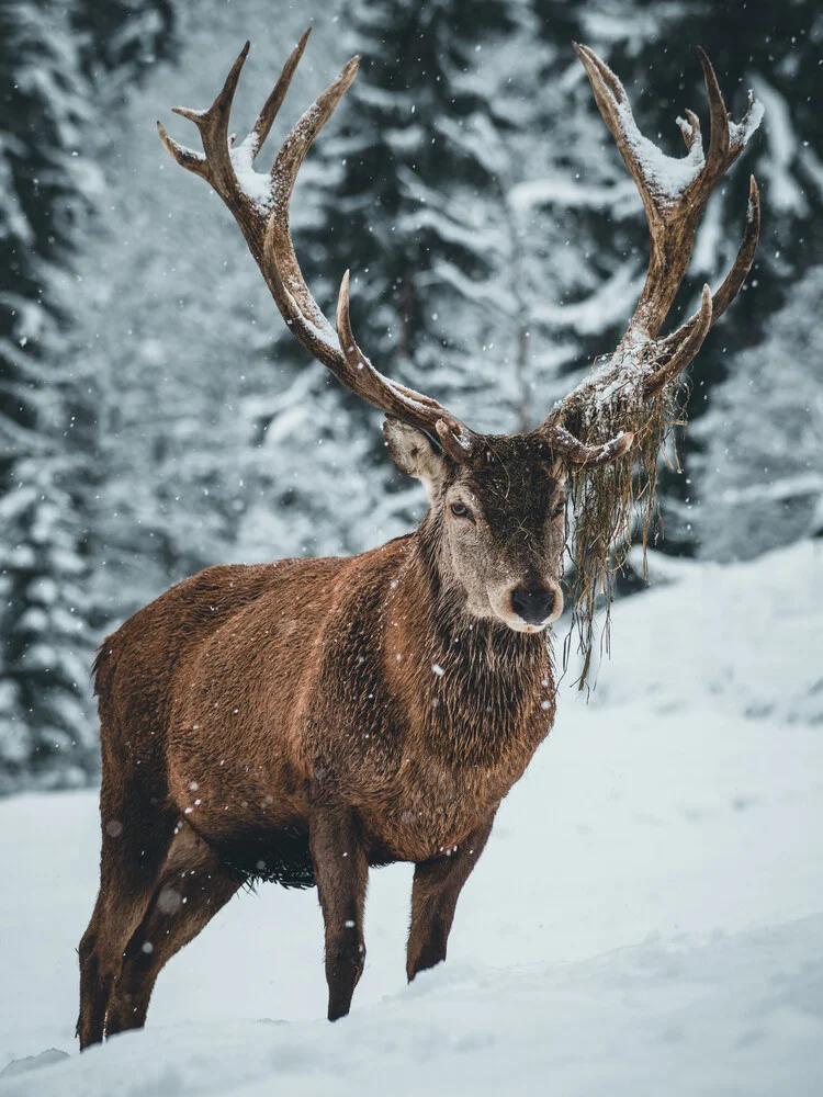 Hirsch mit Futtervorrat - fotokunst von Daniel Weissenhorn