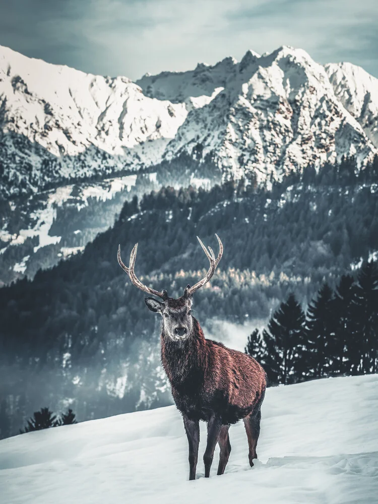 Hirsch mit Alpenkulisse - fotokunst von Daniel Weissenhorn