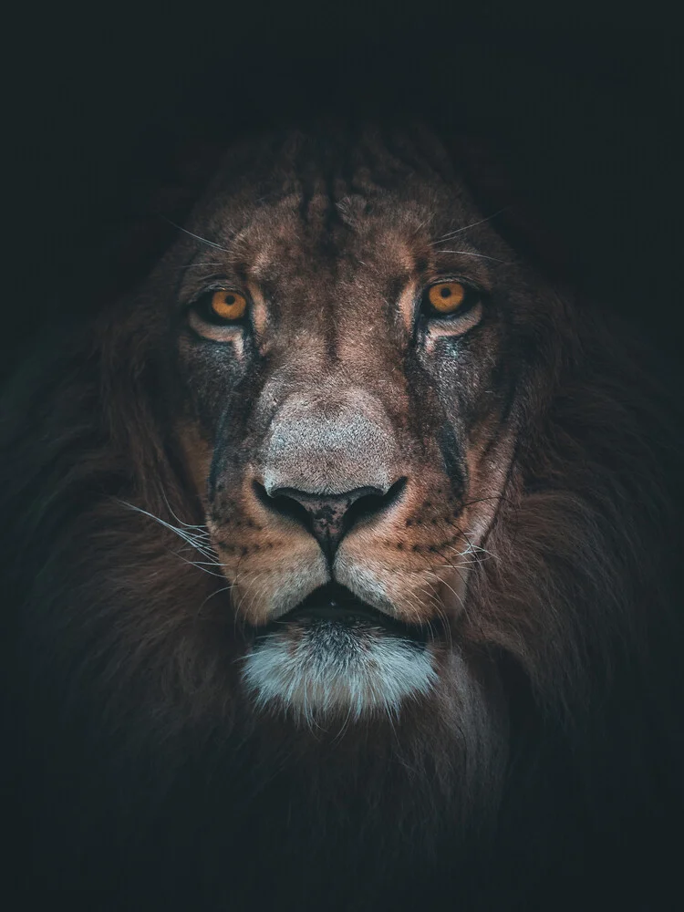 Lion King - Fineart photography by Daniel Weissenhorn