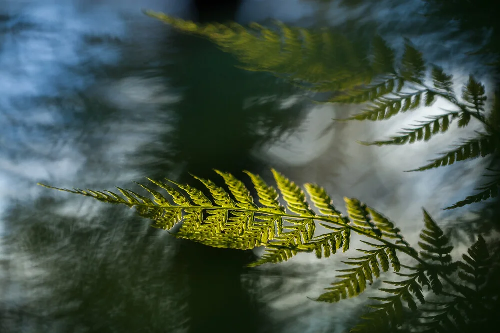 Fern frond - fotokunst von Sebastian Worm