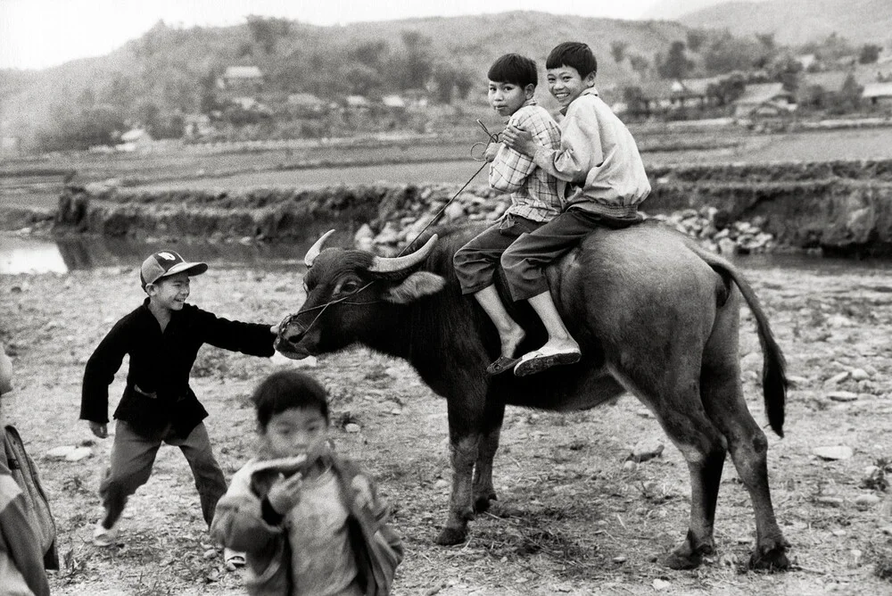 Buffalo Ride - Tuan Giao - Northwest Vietnam - Fineart photography by Silva Wischeropp