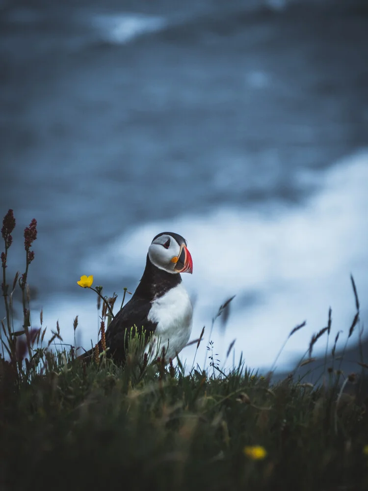 Papageientaucher in Island - fotokunst von Roman Huber