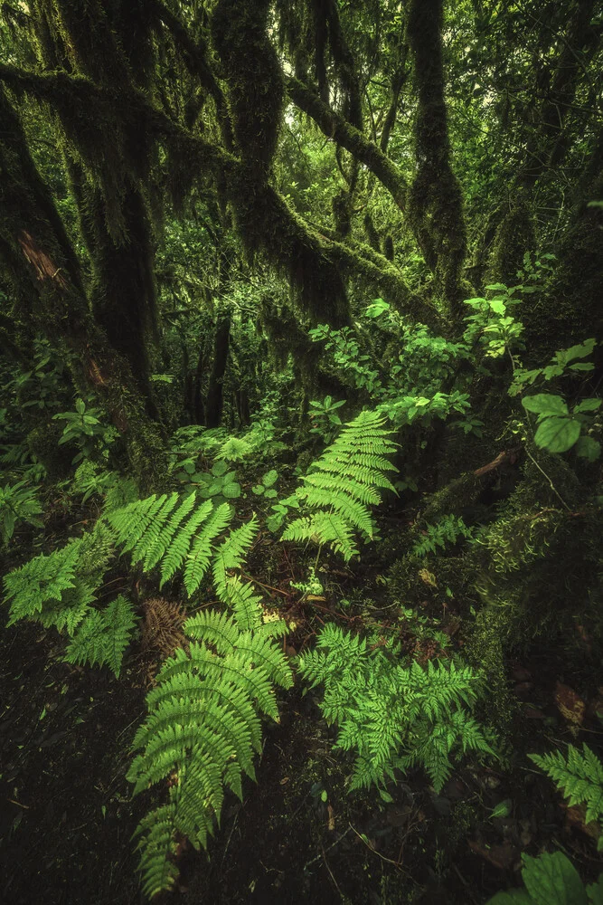 Teneriffa Anaga Lorbeerwald mit Farn - fotokunst von Jean Claude Castor