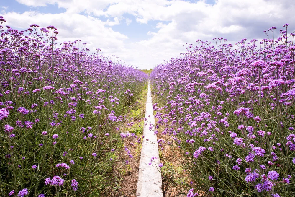Purple flower field - fotokunst von Oona Kallanmaa