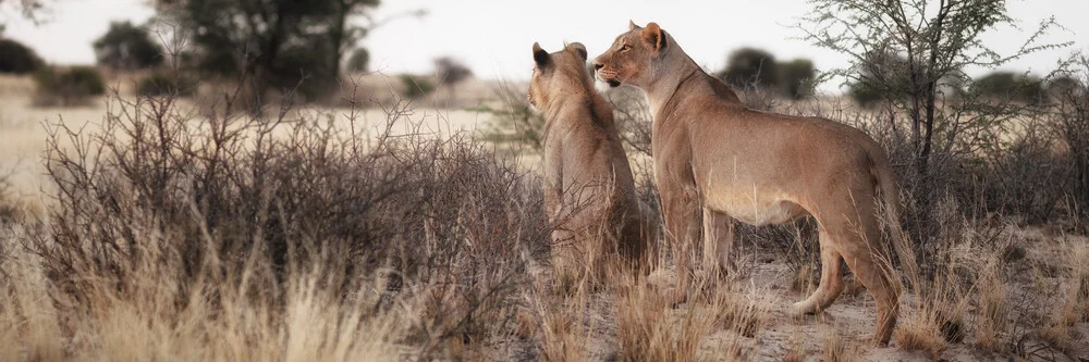 Lions watching fro prey - Fineart photography by Dennis Wehrmann