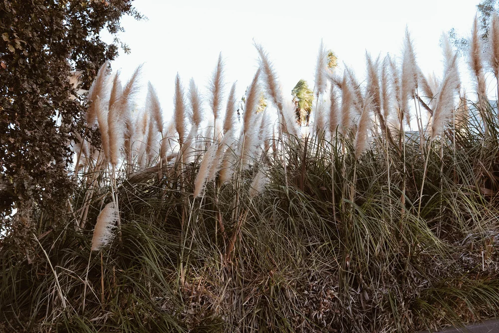 Pampas - fotokunst von Ari Stippa