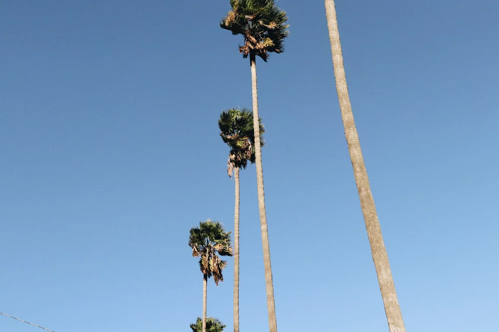 Everything is better with Palm Trees 2 - fotokunst von Ari Stippa