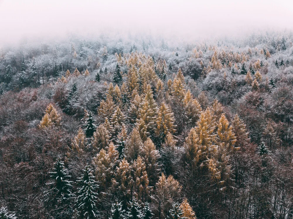 Colourful trees - fotokunst von Sebastian ‚zeppaio' Scheichl