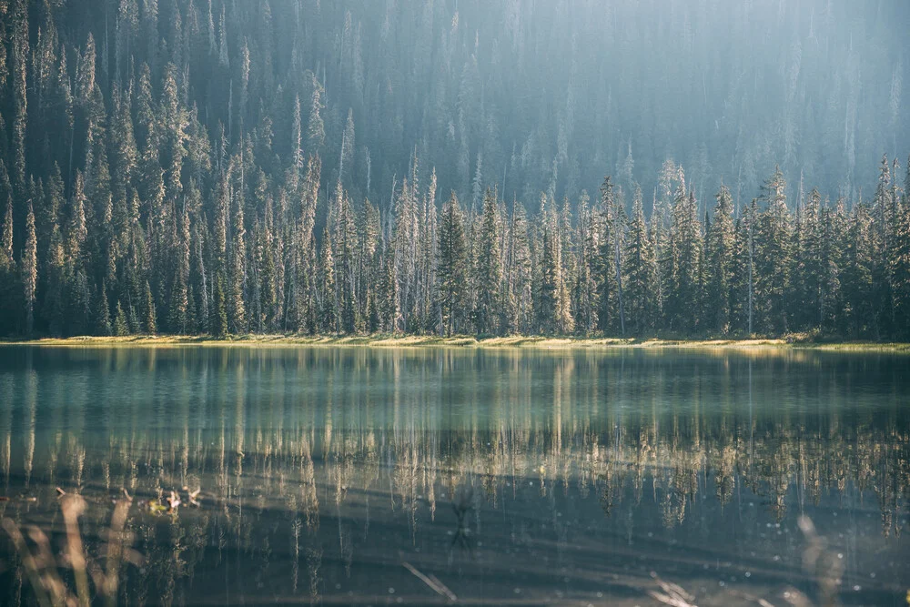 Trees and light - Fineart photography by Sebastian ‚zeppaio' Scheichl