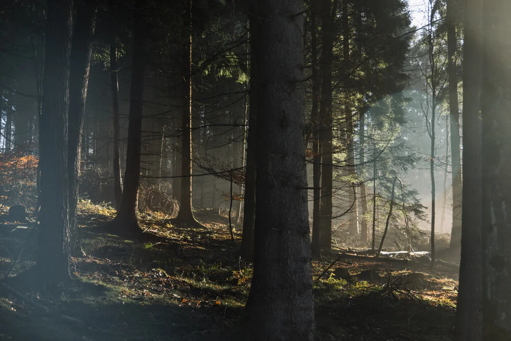 Sonne im Teutoburger Wald - fotokunst von Nadja Jacke