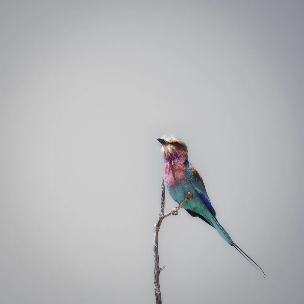 Lilac breated roller - Fineart photography by Dennis Wehrmann