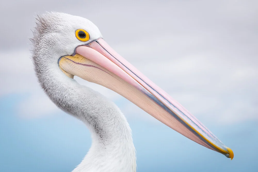 pelican - fotokunst von Christoph Schaarschmidt
