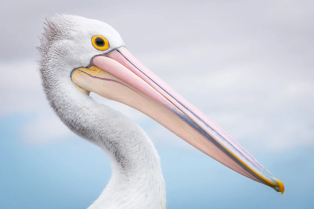 pelican - Fineart photography by Christoph Schaarschmidt