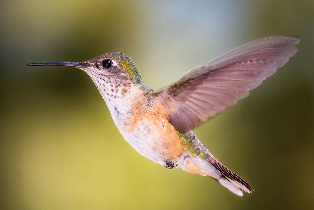 hummingbird - fotokunst von Christoph Schaarschmidt