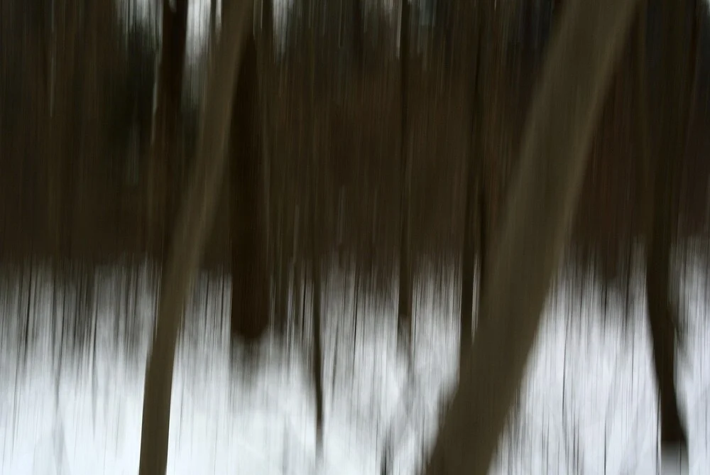 Trees - fotokunst von Sascha Hoffmann-Wacker