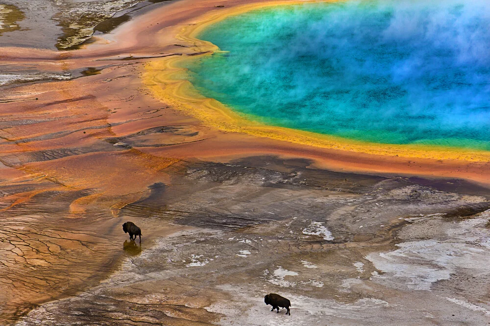 Bisons an der Grand Prismatic Spring im Yellowstone National Park, USA - fotokunst von Lukas Gawenda