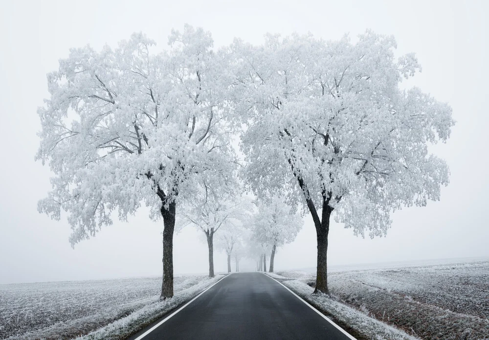 Maple Avenue - Fineart photography by Heiko Gerlicher