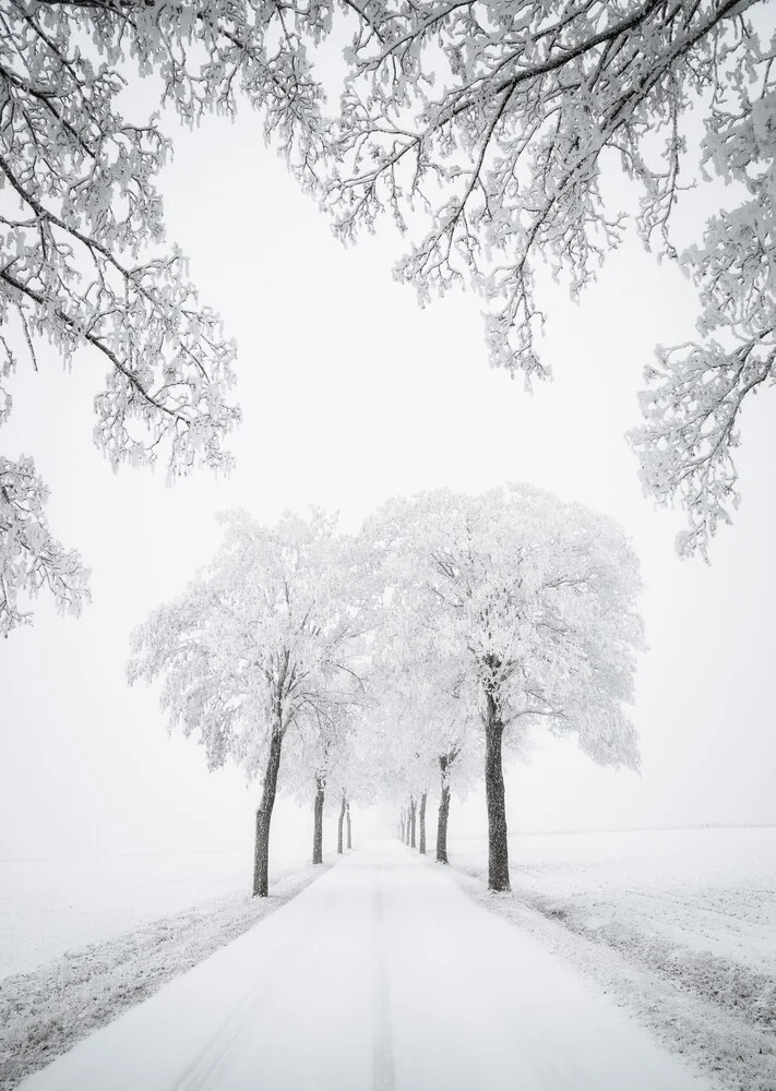 Maple Avenue II - Fineart photography by Heiko Gerlicher